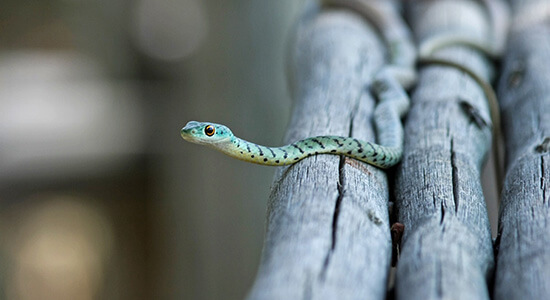 Teaser der Seite Haftpflicht für exotische Tiere